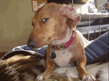 GIF