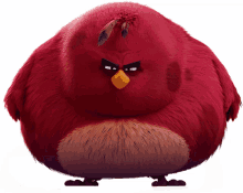 birds angry