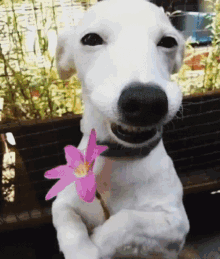 Dog With Flower Vernon GIF - Dog With Flower Vernon Chwe Vernon GIFs