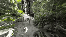 a person is doing a handstand in a jungle