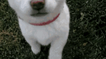 a white dog with a red collar is standing in the grass and looking up .