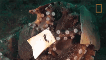 underwater octopuses101 curled up hiding defensive mechanism