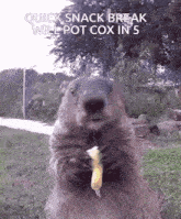 a ground squirrel eating a banana with the words quick snack break will pot cox in 5 on the bottom