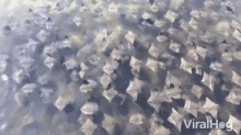 Manta Rays Ocean GIF - Manta Rays Ocean Swimming GIFs