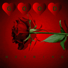 a red rose is surrounded by red hearts with the words good morning