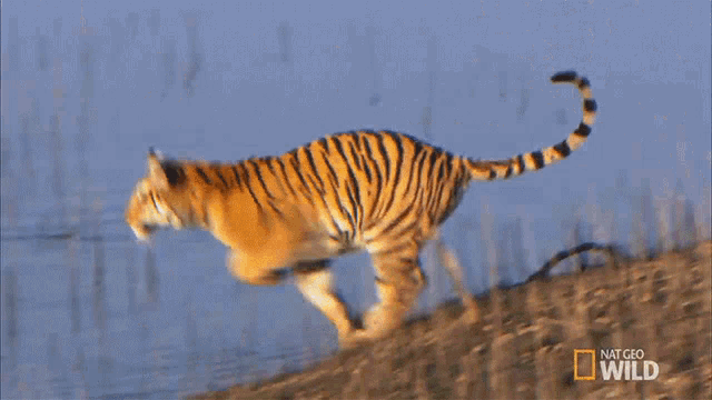bengal tiger jumping