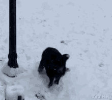 Rolling In Snow Playing In Snow GIF - Rolling In Snow Playing In Snow Snow GIFs