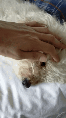 Dog Cute Dog GIF - Dog Cute Dog Bolognese GIFs