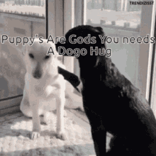 Puppys Dogs GIF - Puppys Dogs Hug GIFs
