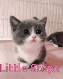 Kitten Tiny GIF - Kitten Tiny Adorable GIFs