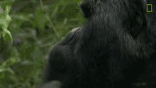 eating a real daddys girl mission critical gorilla having meal