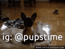 a picture of a dog with the hashtag @pupstime at the bottom
