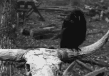 What Staring GIF - What Staring Crow GIFs