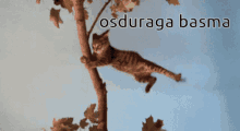 Osduraga Basma Cat GIF - Osduraga Basma Cat Holding On GIFs