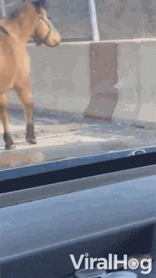 Horse Stuck Horse GIF - Horse Stuck Horse Horse In A Highway GIFs
