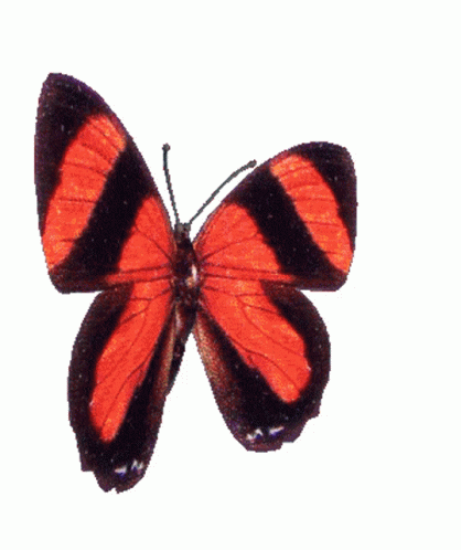 Butterfly Red Butterfly Sticker - Butterfly Red Butterfly Transparent  Background - Discover & Share GIFs