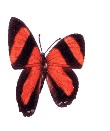 butterfly 3d