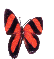 Butterfly Red Butterfly Sticker - Butterfly Red Butterfly Transparent Background Stickers