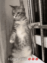 a cat is standing on its hind legs in front of a window and says i love you .