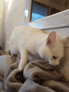 Yeti Plaid GIF - Yeti Plaid Cat GIFs