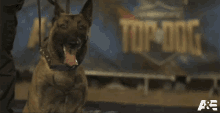 Tongue Out Bowie GIF - Tongue Out Bowie Americas Top Dog GIFs