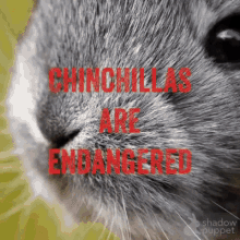 Why Are Chinchillas Endangered GIF - Why Are Chinchillas Endangered GIFs