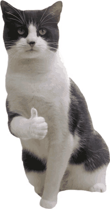 cat thumbs up nice well done approve
