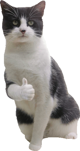 Cat Thumbs Up Sticker - Cat Thumbs Up Nice Stickers