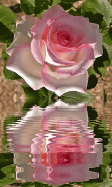 Pinkrose57 Pink Rose5 GIF - Pinkrose57 Pink Rose5 Rose75 GIFs