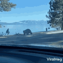 Black Bear Going To The Lake Viralhog GIF - Black Bear Going To The Lake Viralhog Running GIFs