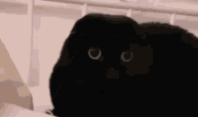black cat black scottish fold eyes wtf