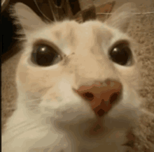 a close up of a white cat 's face with a red nose