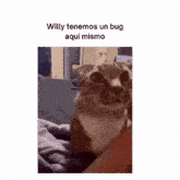 a picture of a cat with the words willy tenemos un bug aqui mismo above it