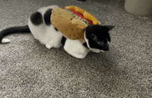 Cat Taco GIF - Cat Taco GIFs