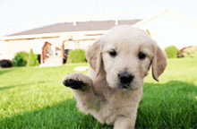 Puppy Cute GIF - Puppy Cute Grass GIFs