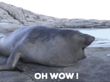 Oh Wow Wow GIF - Oh Wow Wow Seal GIFs
