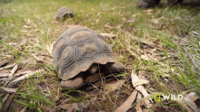 Peeping National Geographic GIF - Peeping National Geographic The Largest Turtle Species GIFs