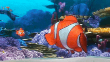 a clown fish is swimming in a coral reef with a smaller fish