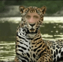 a leopard with a man 's face on its head