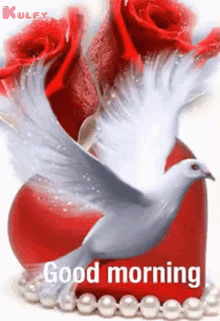 Good Morning Cute Dove GIF