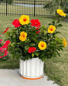 a potted plant with yellow and red flowers