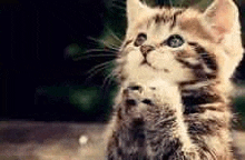 a kitten is sitting on a table with its paws up and looking up .