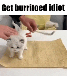Cat Burrito Cat Roll GIF - Cat Burrito Cat Roll Cat Meme GIFs