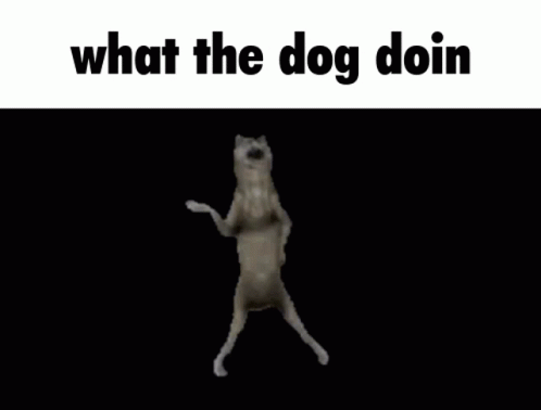 Whats the prob dog let. What the Dog doing. What da Dog Doin. What the Dog doing meme. Картинки what da Dog doing.