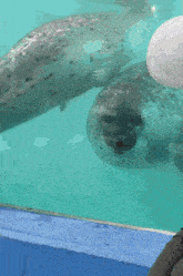 a person 's hand is reaching out to touch a seal