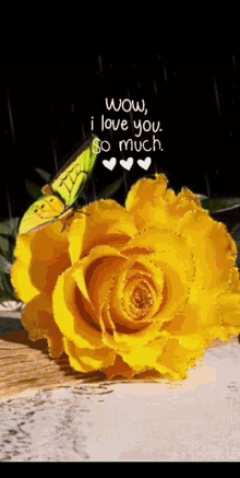 Love You Flower GIF - Love You Flower Butterfly GIFs