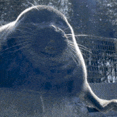 The Fat Seal GIF - The Fat Seal GIFs