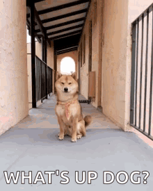 Kongkee Cute Dog GIF - Kongkee Cute Dog Funny Animals GIFs