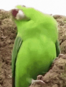 Parrot Party GIF - Parrot Party GIFs