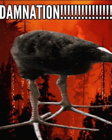 a bird is standing on a branch with the words damnation written above it